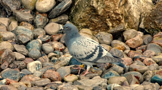 A turtle dove in rock garden. Barrie, Ontario, Canada. Photo by Dino Di Gregorio