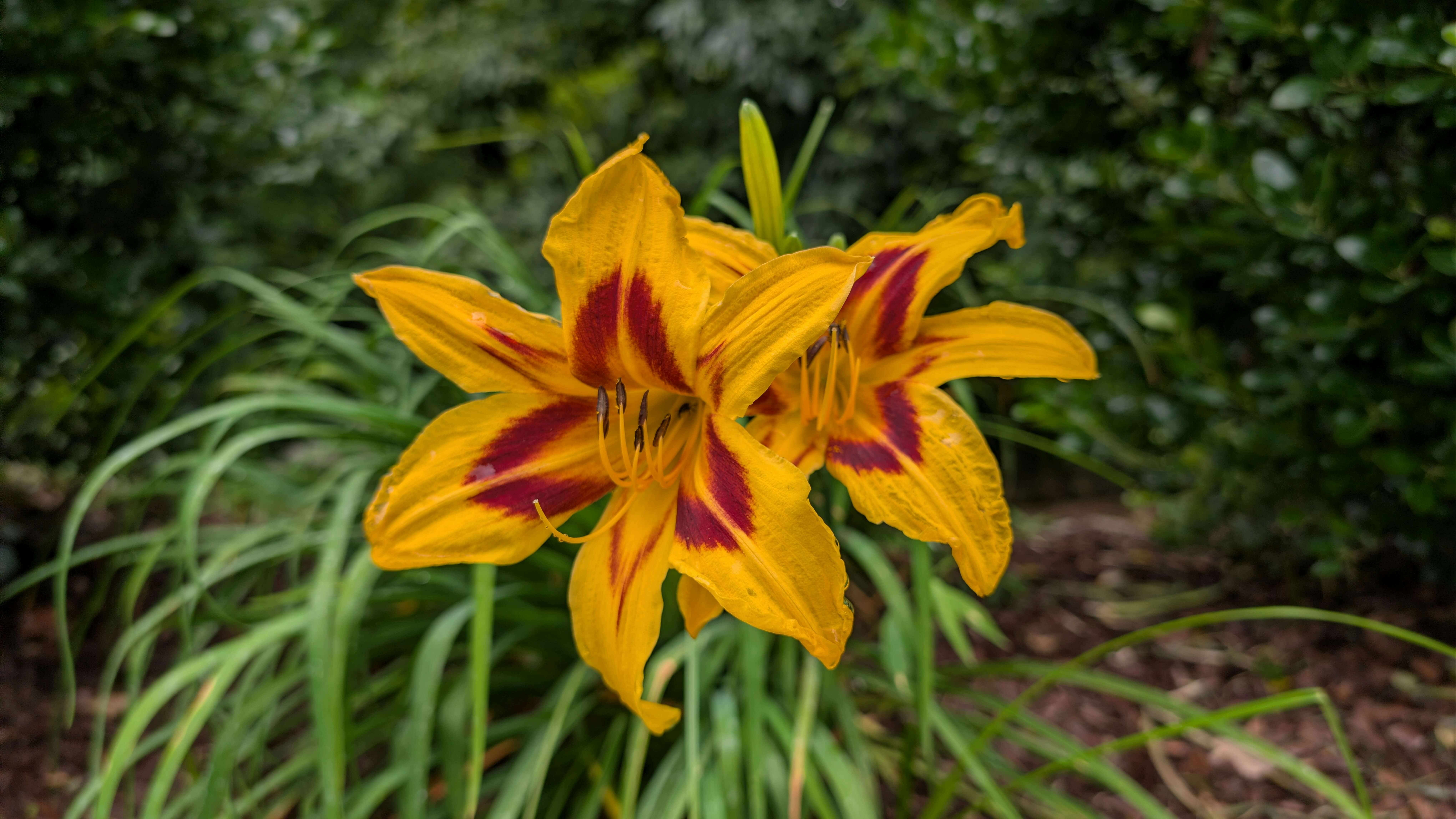 Calico Spider Daylily. Boone, NC, USA. Photo by BGD