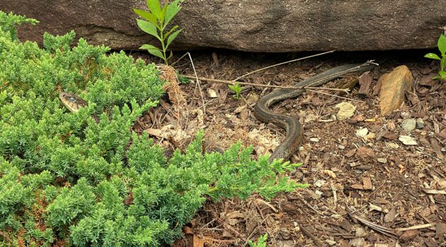 Eastern garter snake. Boone, NC. Photo by BGD