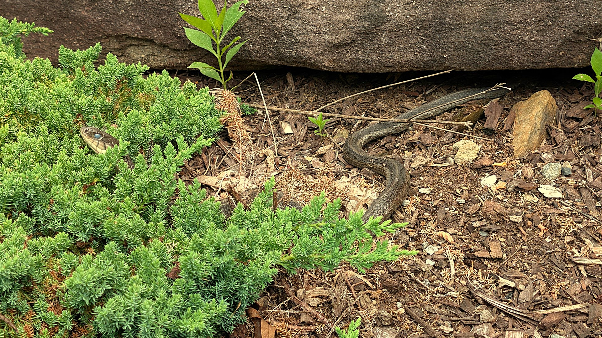 Eastern garter snake. Boone, NC. Photo by BGD