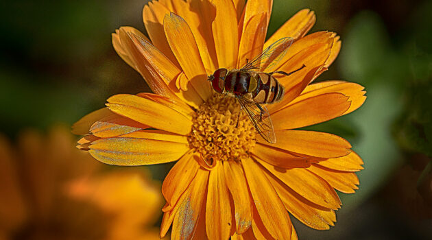 Bee on a yellow flower. Akron, Ohio, USA. Photo by Dick Pratt
