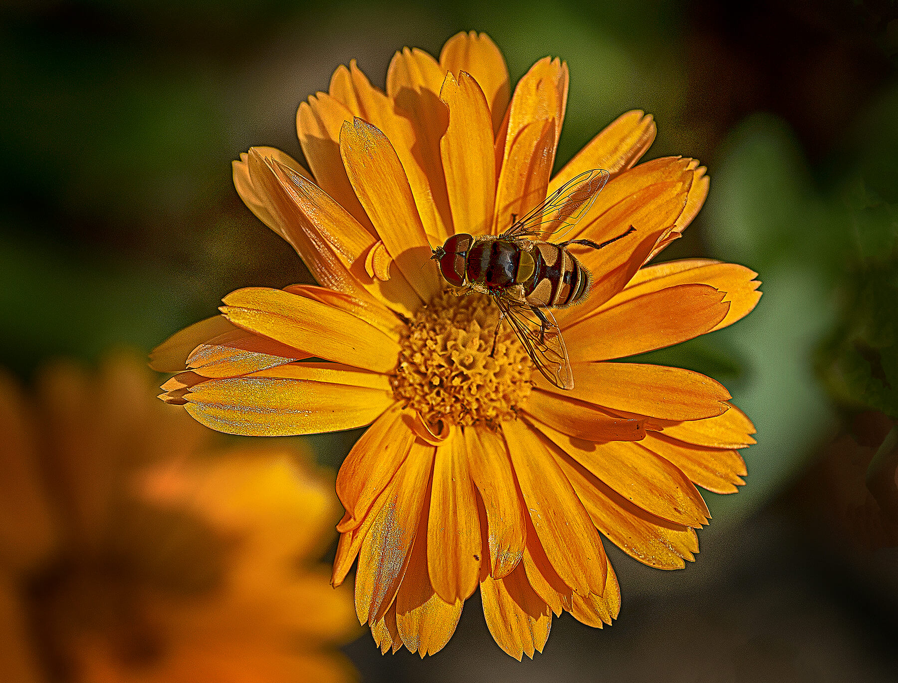 Bee on a yellow flower. Akron, Ohio, USA. Photo by Dick Pratt