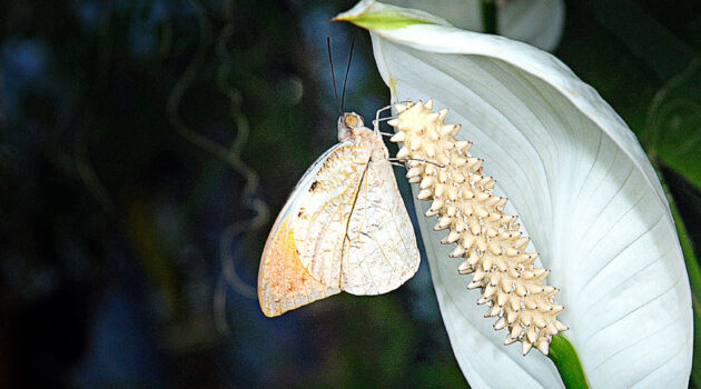A small white butterfly on a Peace Lilly flower. USA. Photo by Dick Pratt
