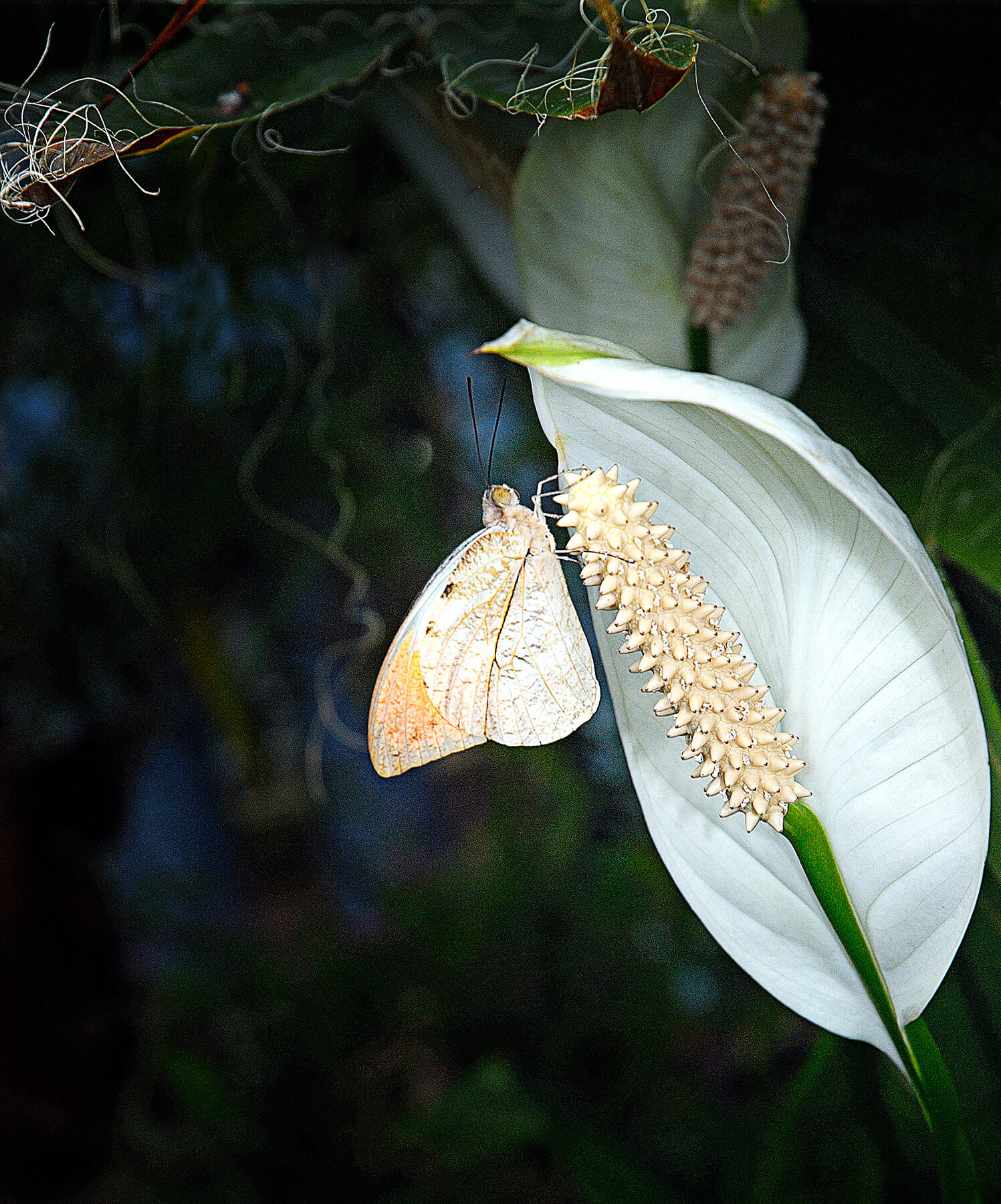 A small white butterfly on a Peace Lilly flower. USA. Photo by Dick Pratt