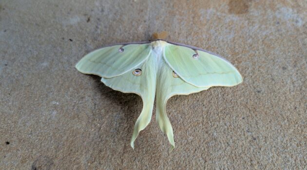 Luna Moth (Actias luna). Boone, NC. Photo by BGD