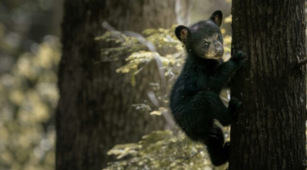 A young bear cub climbs a tree in a forest. Photo by Dmytro Koplyk