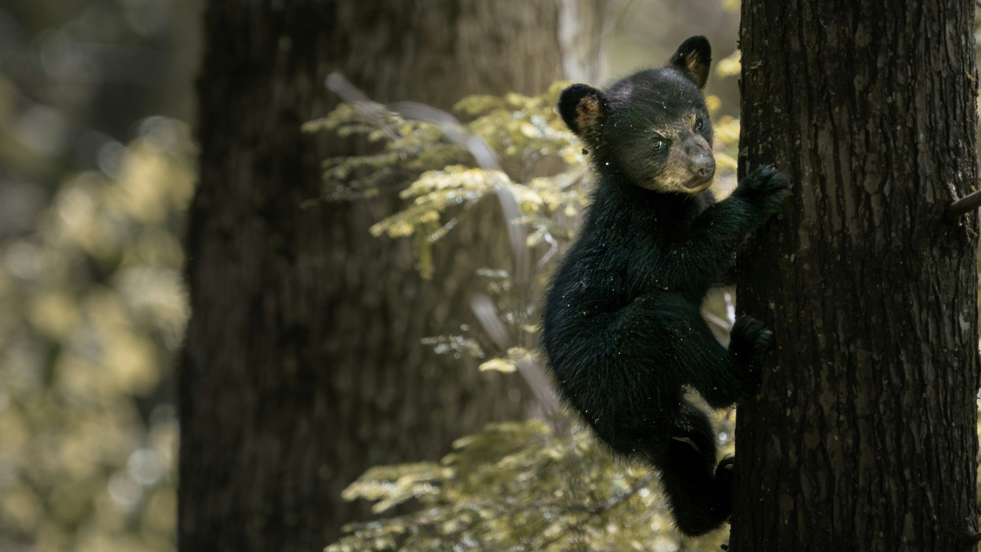 A young bear cub climbs a tree in a forest. Photo by Dmytro Koplyk