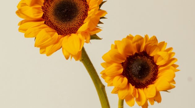 Two sunflowers. Photo by Fellipe Ditadi.
