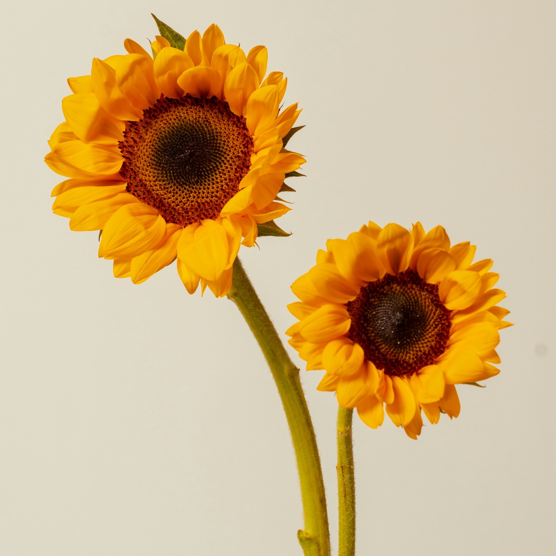 Two sunflowers. Photo by Fellipe Ditadi.