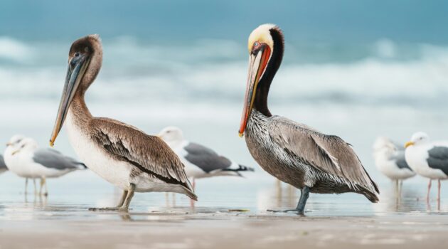 Beach Birds. California, USA. Photo by Y S