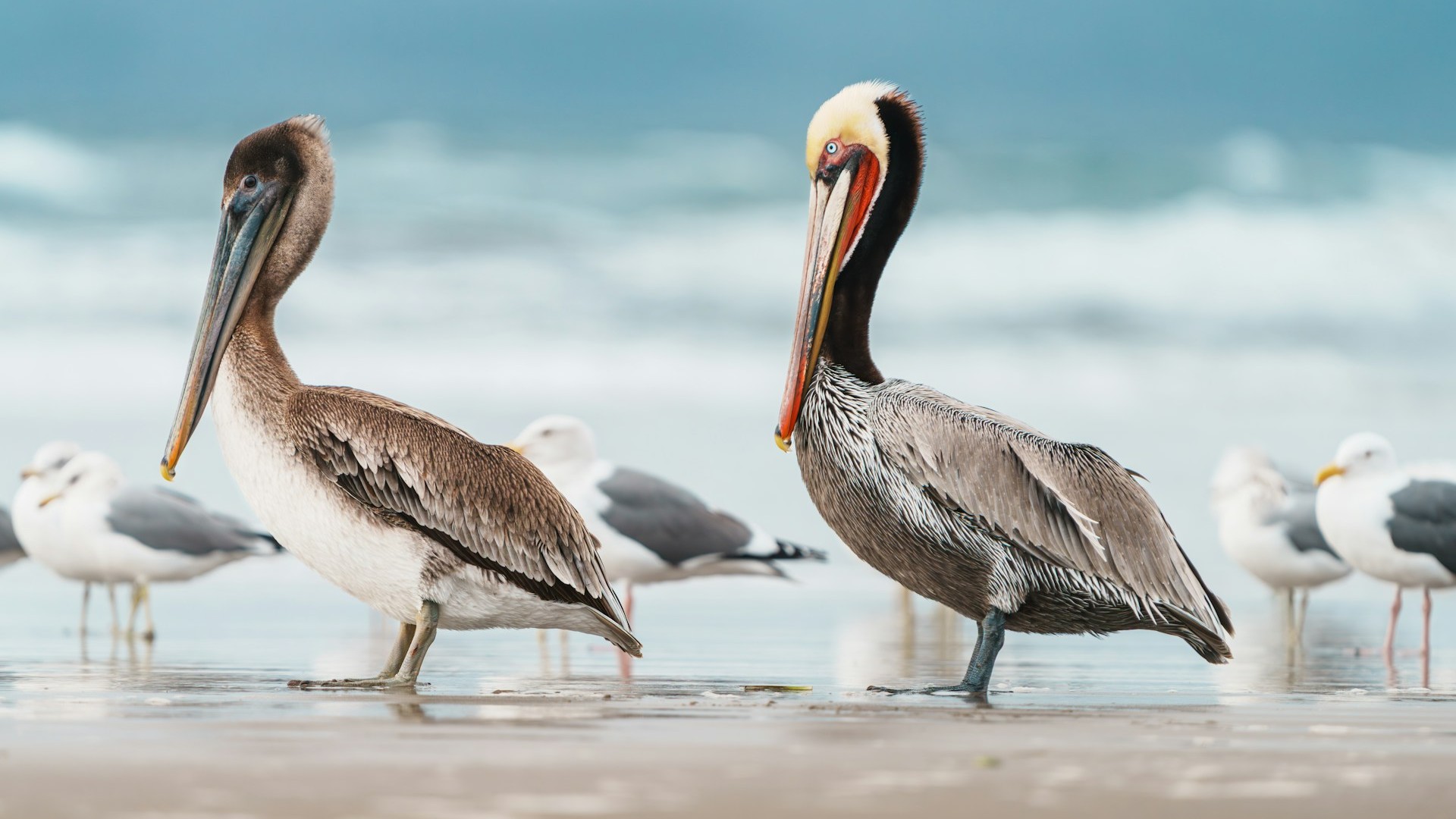 Beach Birds. California, USA. Photo by Y S