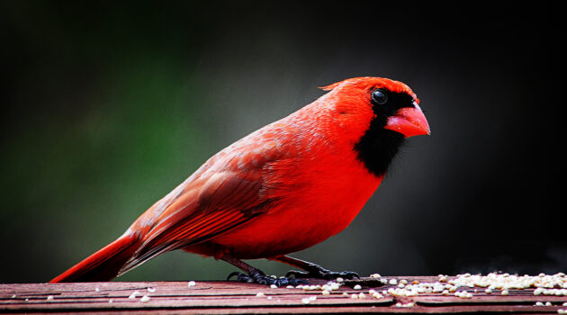 An Ohio Cardinal. Akron, Ohio, USA. Photo by Dick Pratt