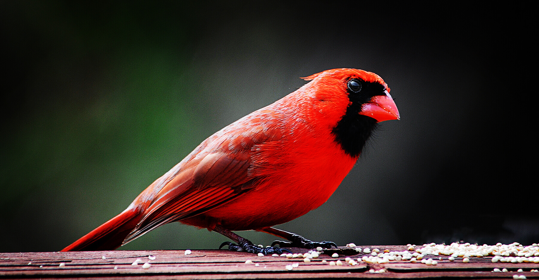An Ohio Cardinal. Akron, Ohio, USA. Photo by Dick Pratt