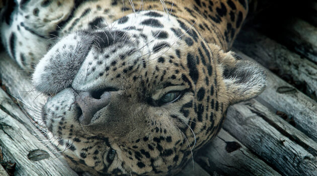 A lazy leopard. Exotic Feline Rescue Center. Indiana, USA. Photo by Dick Pratt