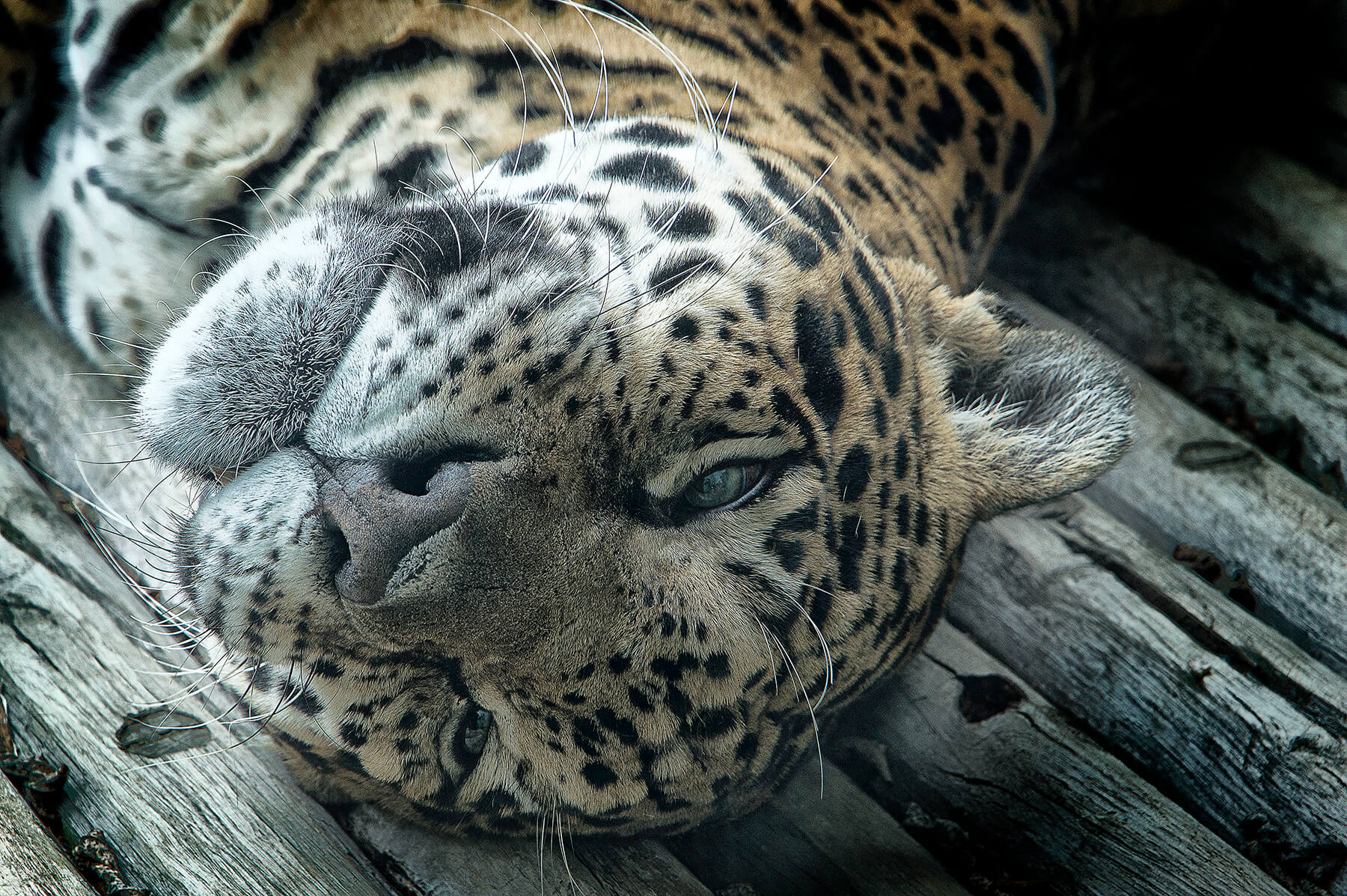 A lazy leopard. Exotic Feline Rescue Center. Indiana, USA. Photo by Dick Pratt