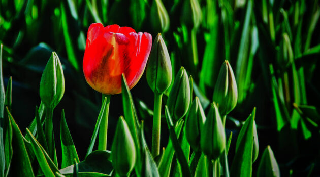 The first tulip of the season. Skagit Valley, Washington, USA. Photo by Dick Pratt.