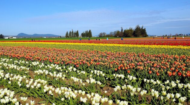 Tulip picking time in the Skagit Valley, Washington, USA. Photo by Dick Pratt