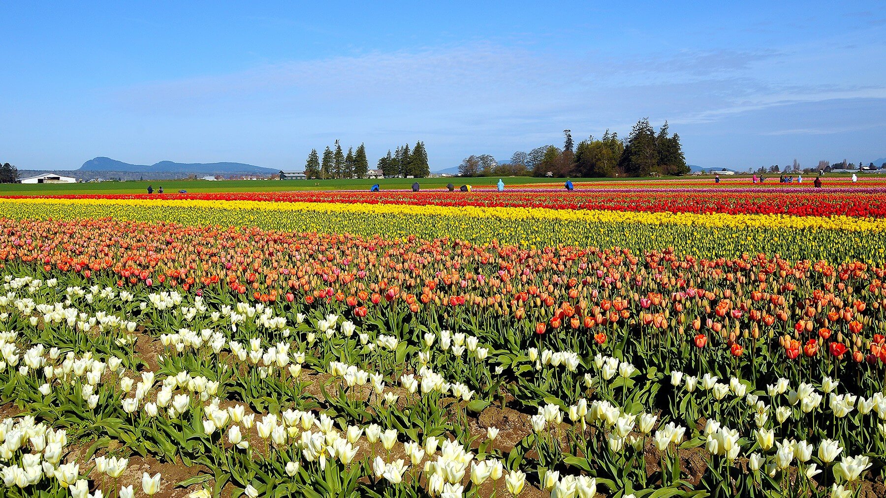 Tulip picking time in the Skagit Valley, Washington, USA. Photo by Dick Pratt