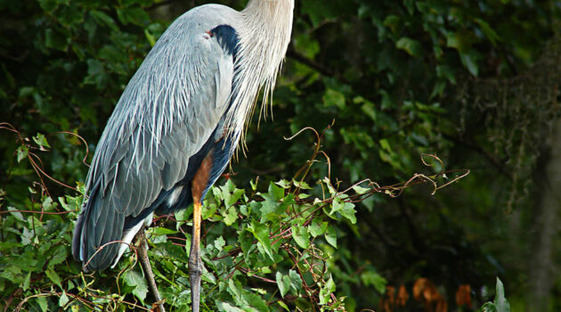 A Great Blue Heron somewhere in Bushnell, Florida, USA. Photo by Dick Pratt.