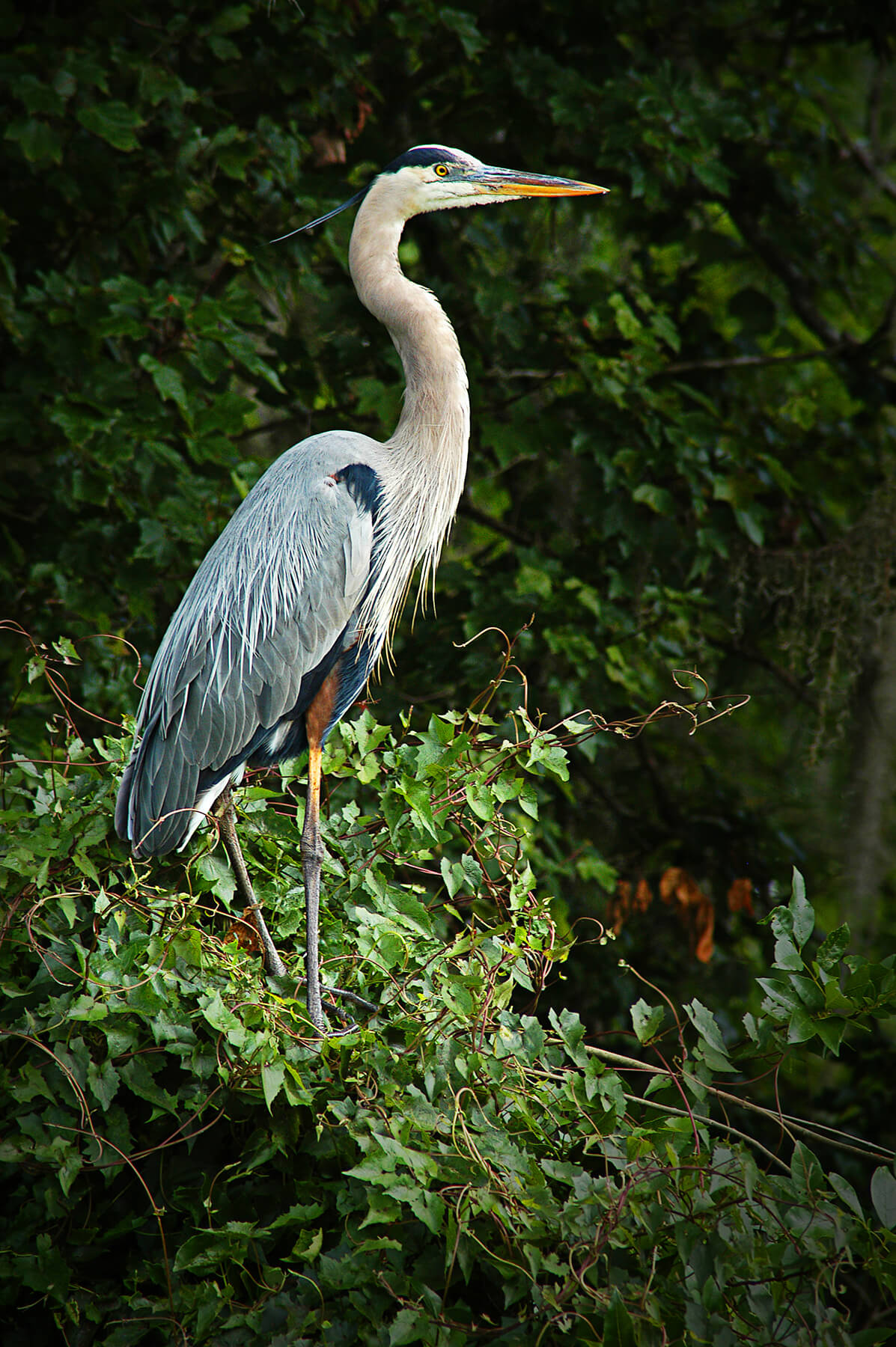 A Great Blue Heron somewhere in Bushnell, Florida, USA. Photo by Dick Pratt.