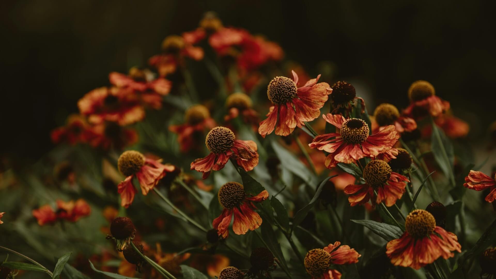 A cluster of orange sneezeweed (Helenium) flowers blooming in a garden. Photo by Anita Austvika