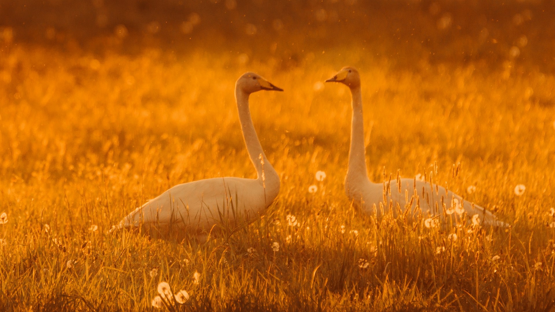 Photo by Anita Austvika