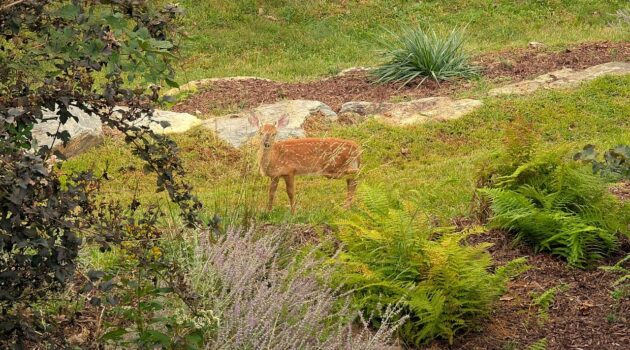 Fawn in the yard. Boone, NC. Photo by BGD
