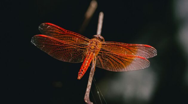 An orange-red dragonfly. Photo by CR
