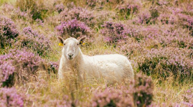Sheep on a hillside in rural Ireland. Wicklow, Ireland. Photo by Duy Thanh Nguyen