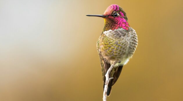 A beautiful Anna's hummingbird perched on a small twig. Photo by KYLE DOERKSEN
