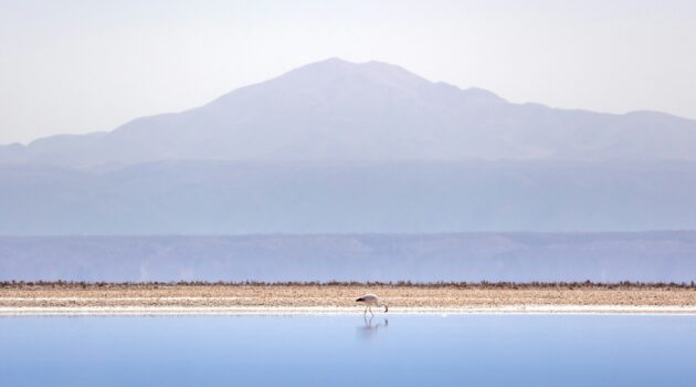 Atacama, Chile. Photo by Marek Piwnicki