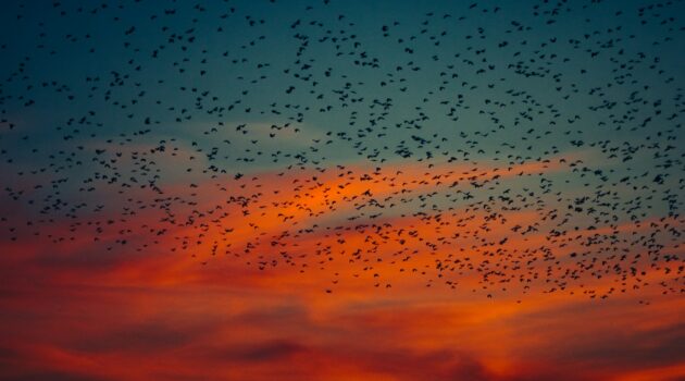 Photo by Nastia Petruk