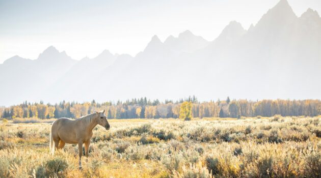 Grand Teton National Park, Wyoming, USA. Photo by Royce Fonseca