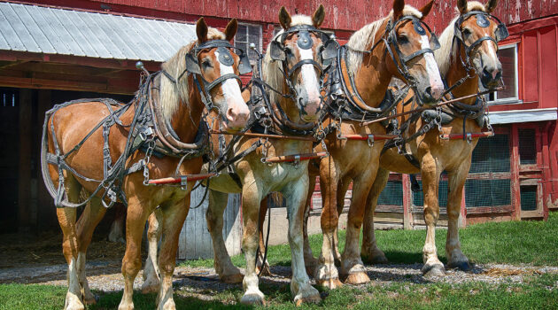 Amish transportation. Somewhere in southern Ohio, USA. Photo by Dick Pratt.