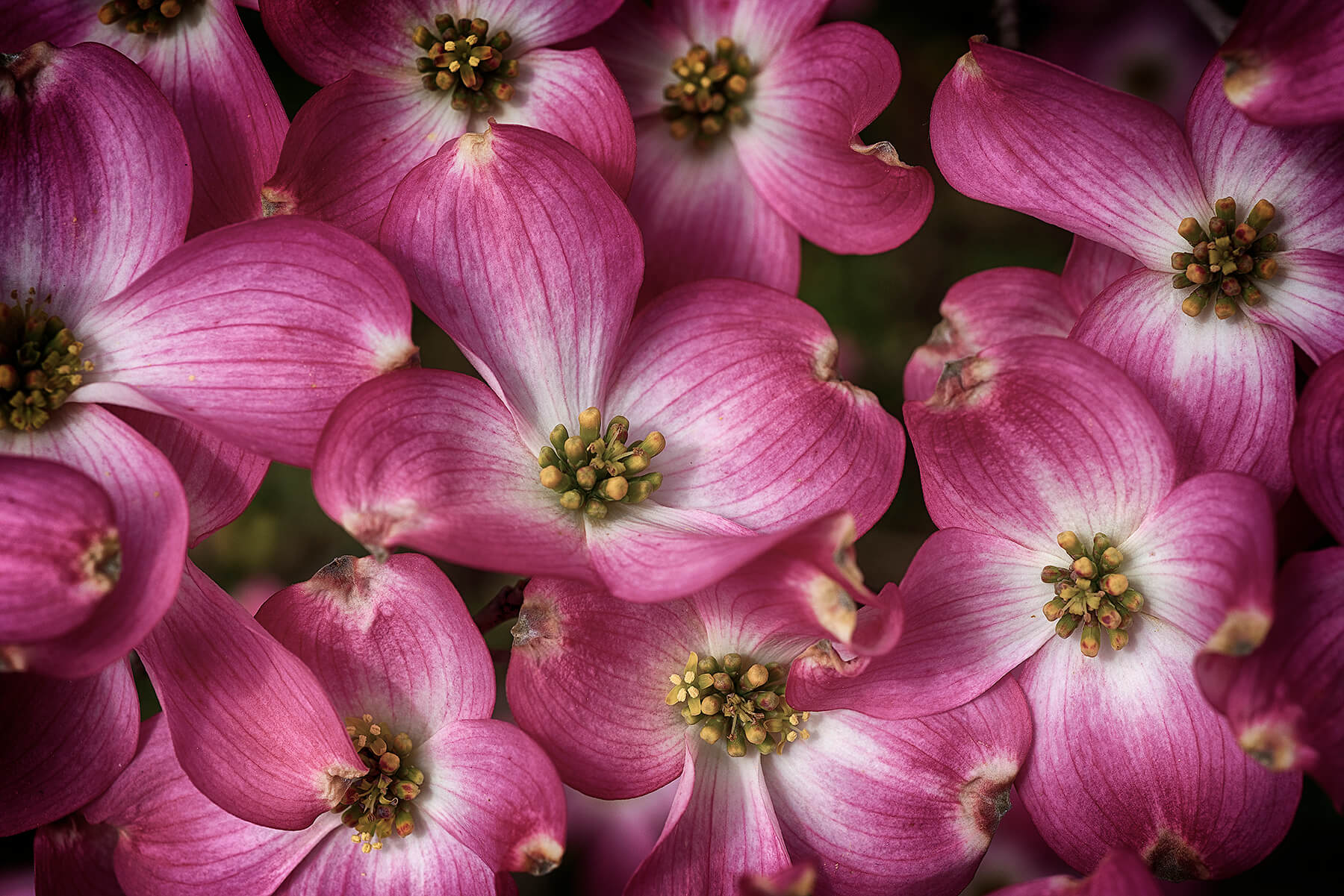 Loads of pink flowers. Akron, Ohio, USA. Photo by Dick Pratt