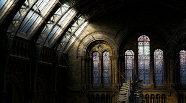 Whale skeleton suspended inside a Victorian natural history museum with stained glass windows. Natural History Museum, Cromwell Road, London, UK. Photo by Alberto Domingo Carreiro