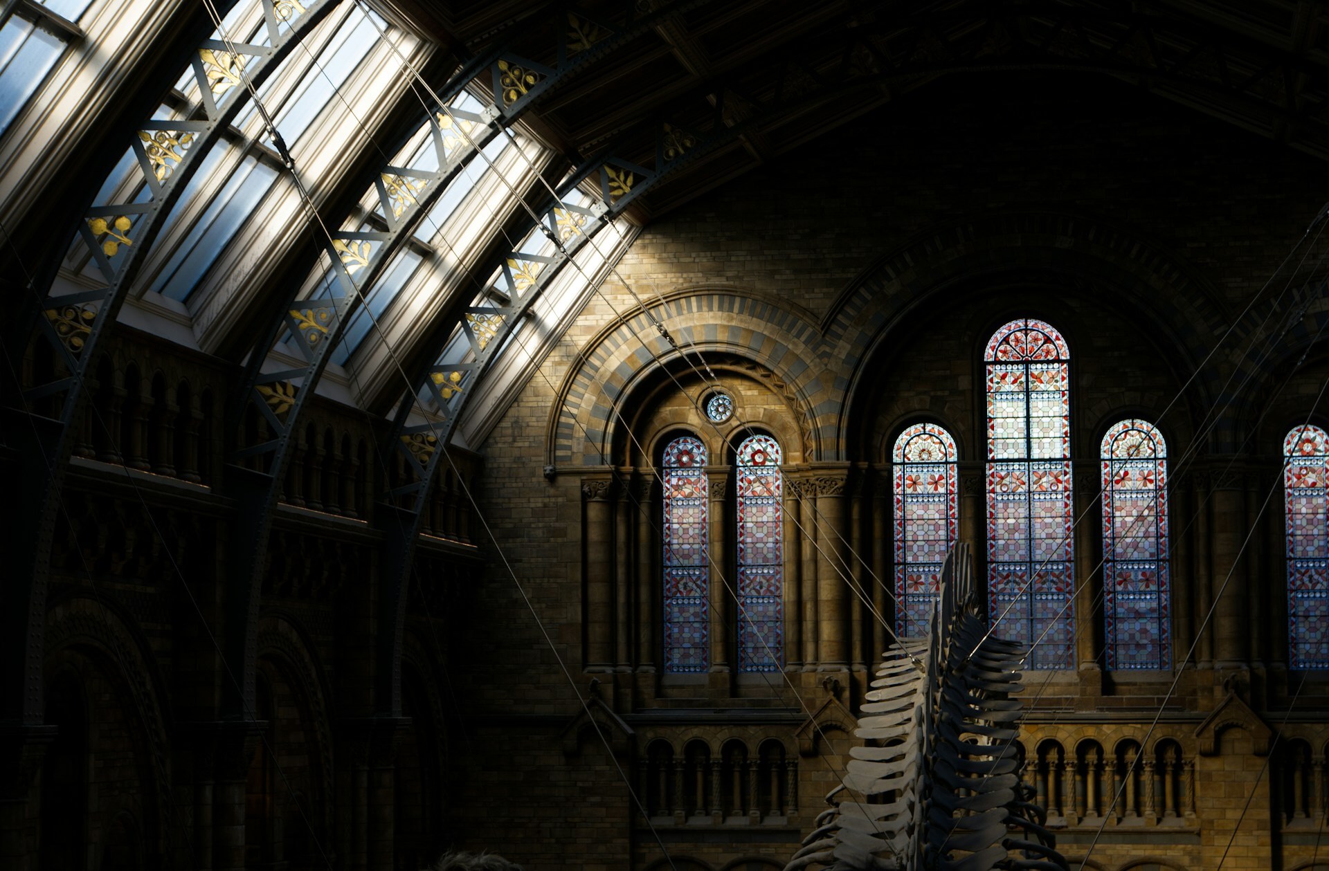 Whale skeleton suspended inside a Victorian natural history museum with stained glass windows. Natural History Museum, Cromwell Road, London, UK. Photo by Alberto Domingo Carreiro