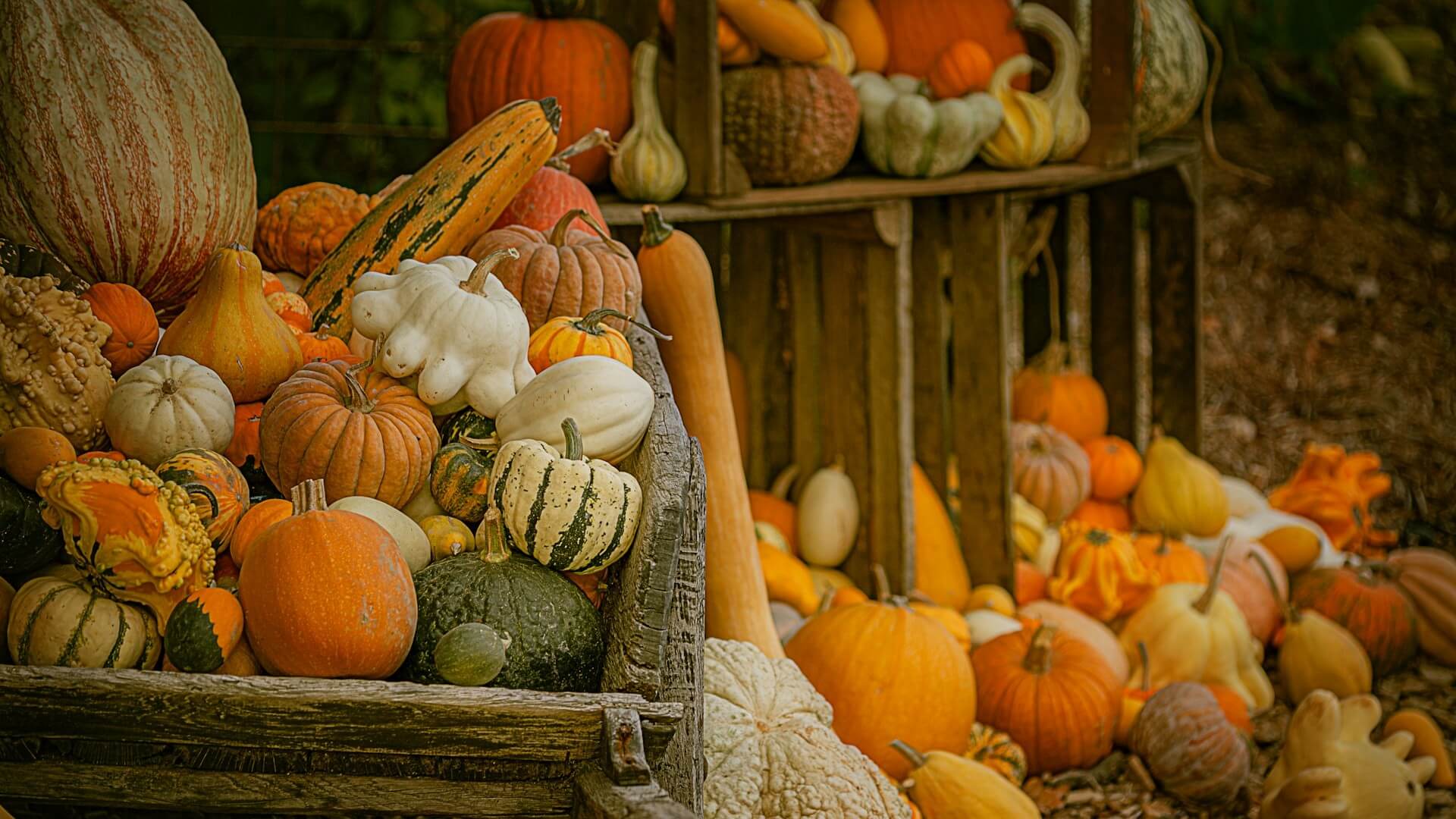 Autumn harvest in La Roche sur Yon, France. Photo by Anthony Cantin