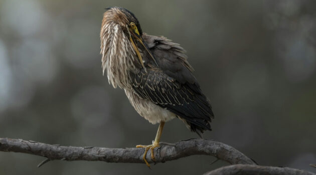 A green heron (Butorides virescens) perched on a tree branch. Photo by Dmytro Koplyk