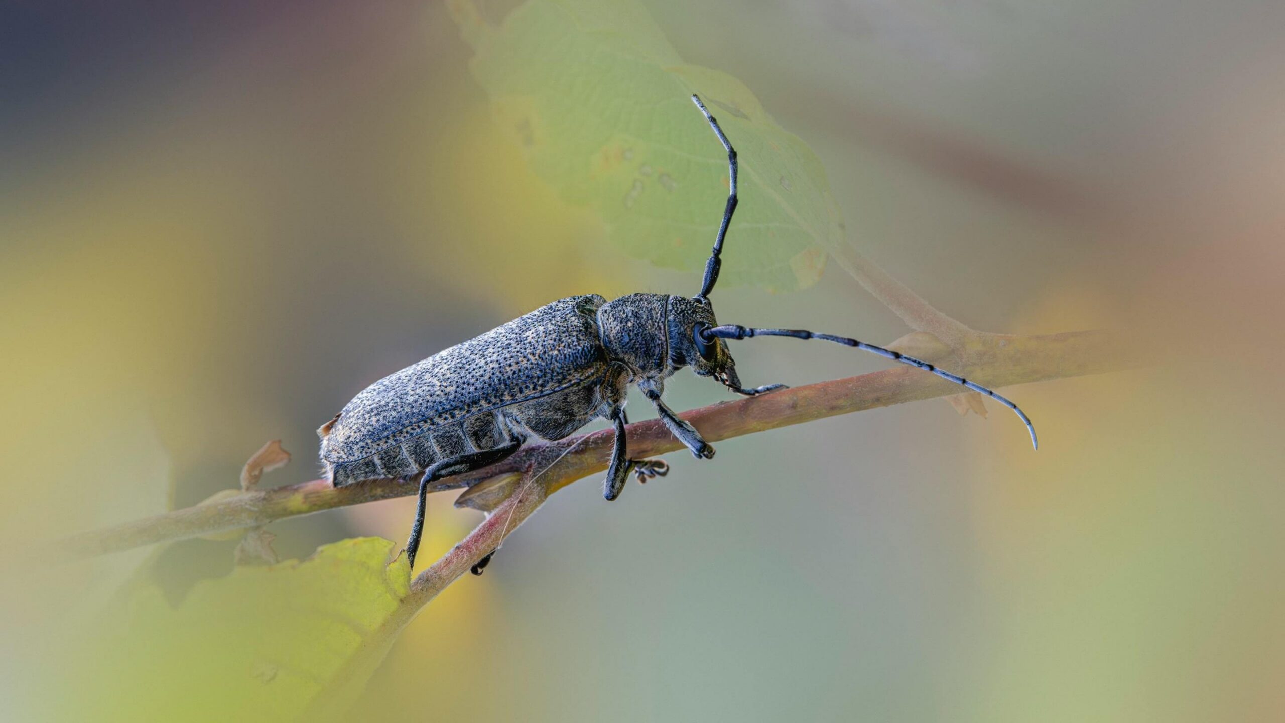 Longhorn beetle. Photo by Erik Karits