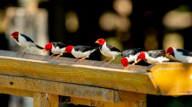 Yellow-billed Cardinals (Paroaria capitata) perched along a bird feeder. Photo by Fellipe Ditadi