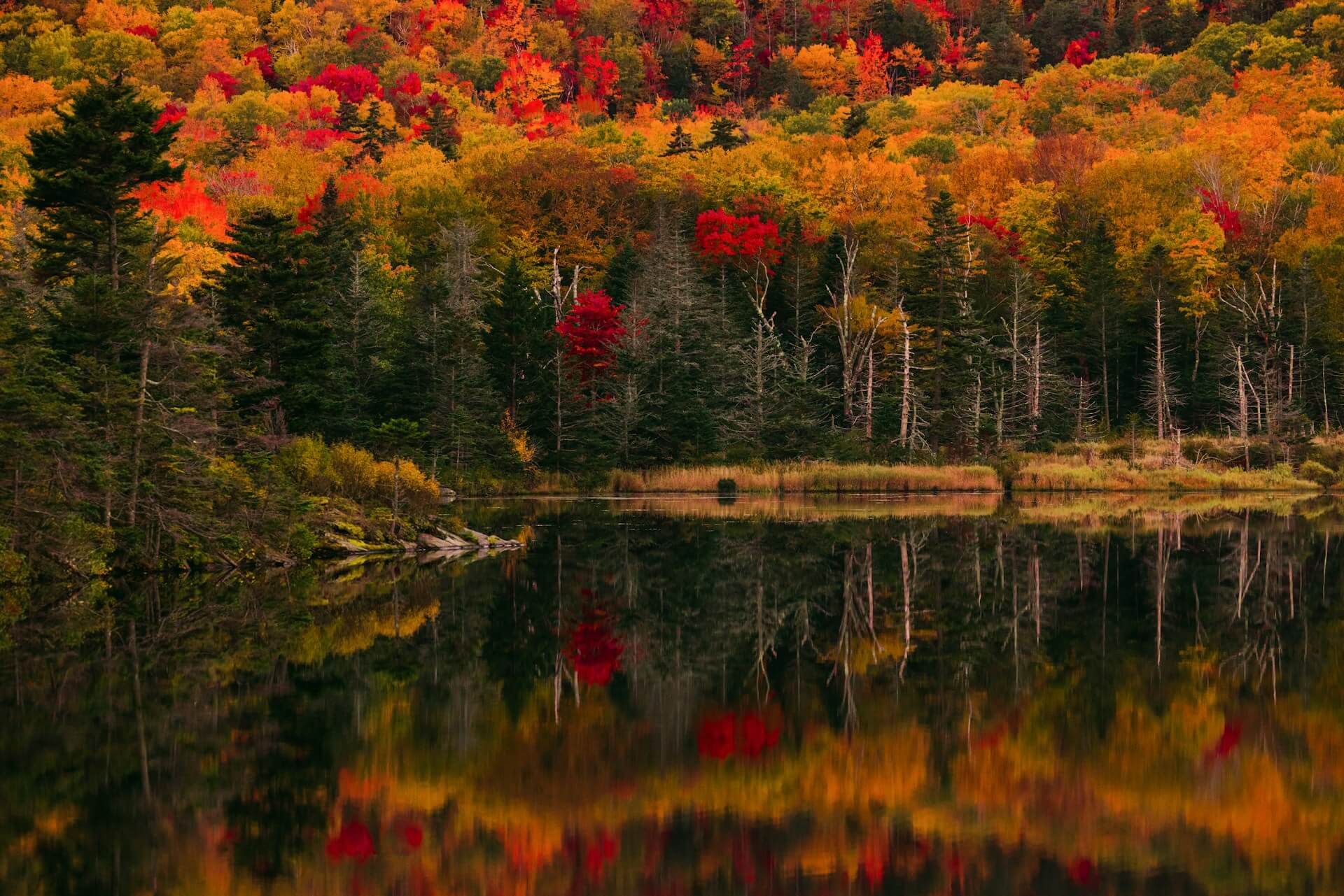 Fall colors. New Hampshire, USA. Photo by Royce Fonseca